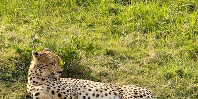 Bencia africa adventure & safaris ltd. - Photo 3