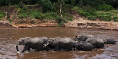 Bencia africa adventure & safaris ltd. - Photo 17
