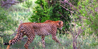 Bencia africa adventure & safaris ltd. - Photo 20