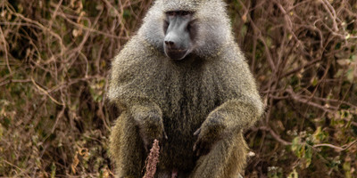 Best 2 day safari from zanzibar - Photo 4