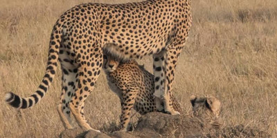Tanzania safari-5 day - Photo 7
