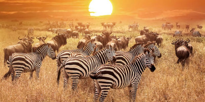 Tanzania safari-5 day - Photo 4