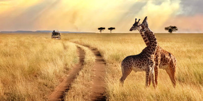 Tanzania safari-5 day - Photo 2