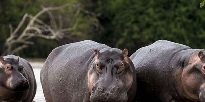 Bini Hippo - Photo 1