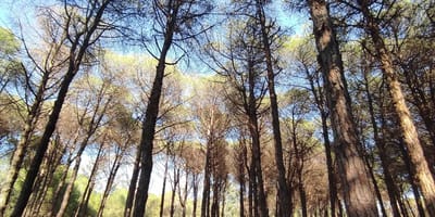 Bouchaoui Park - Photo 1