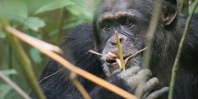 Taï forest expérience ( chimpanzés safari ) - Photo 4