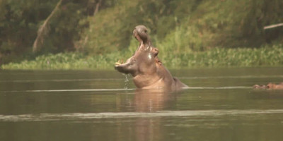 Tiassalé ( hippopotame safari ) hippo - vélo - alloco - Photo 6