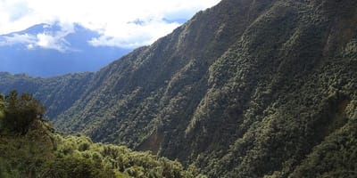 Bwindi gorilla trekking - uganda - Photo 4