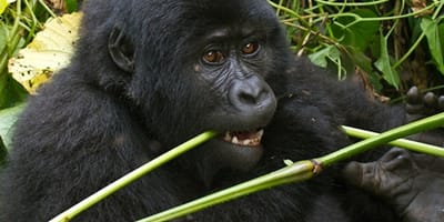 Bwindi gorilla trekking - uganda - Photo 1