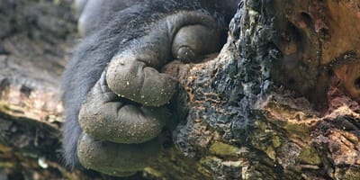 Bwindi gorilla trekking - uganda - Photo 3