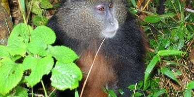 Bwindi gorilla trekking - uganda - Photo 2