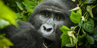 Bwindi gorilla trekking - uganda - Photo 5