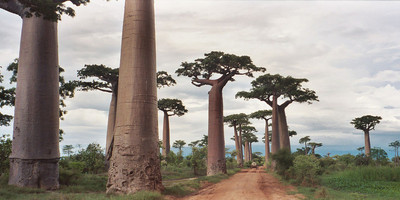 Campement les baobabs abene - Photo 8