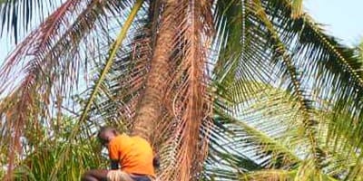 Campement les baobabs - Photo 14