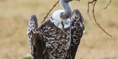 Camping safari to manyara, serengeti and ngorongoro. - Photo 18