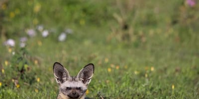 Camping safari to manyara, serengeti and ngorongoro. - Photo 16