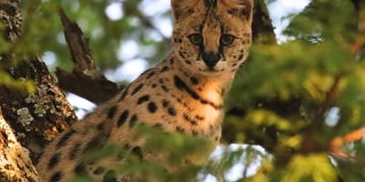 Camping safari to manyara, serengeti and ngorongoro. - Photo 15