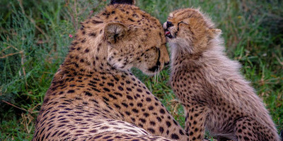 Cheetah Centre - Photo 1