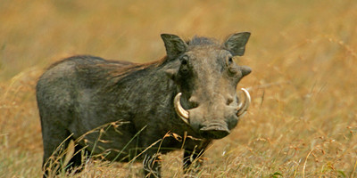 Classic safaris kenya - Photo 4