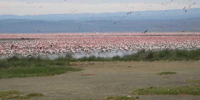 Classic kenya highlights safari - Photo 9