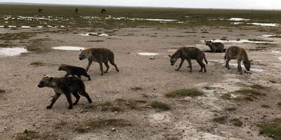 Classic kenya highlights safari - Photo 4