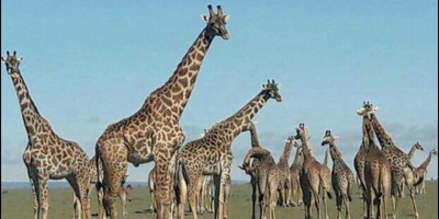 Classic kenya highlights safari - Photo 6