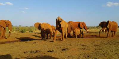 Classic kenya highlights safari - Photo 7