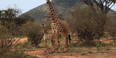 Classic kenya highlights safari - Photo 2