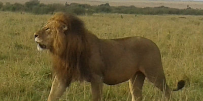 Classic kenya highlights safari - Photo 8