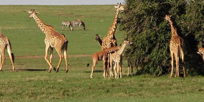 Classic kenya highlights safari - Photo 3