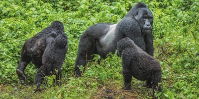 4 days gorilla and chimpanzee trekking in kibale & bwindi national park - Photo 1
