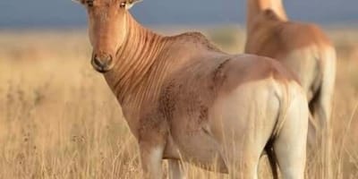 Cruzeiro safaris kenya, safaris & tours operator in nairobi - Photo 1
