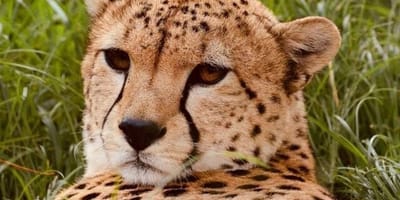 Cruzeiro safaris kenya, safaris & tours operator in nairobi - Photo 2