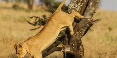 Day trip - selous day safari tour - Photo 3