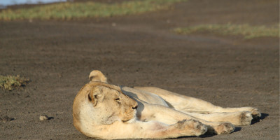 Day trip - selous day safari tour - Photo 6