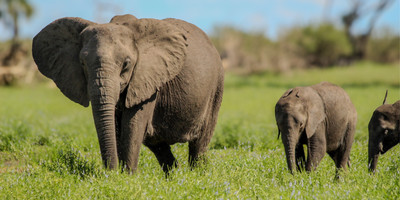 Day trip - selous day safari tour - Photo 4