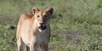 Day trip - selous day safari tour - Photo 2