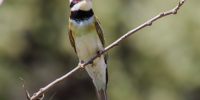 Day trip - selous day safari tour - Photo 5