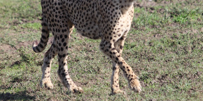 Day trip - selous day safari tour - Photo 7