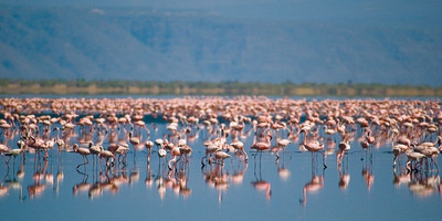 Day trip to lake manyara national park - Photo 11