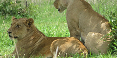 Day trip to mikumi national park by express train - Photo 9
