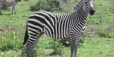 Day trip to mikumi national park by express train - Photo 4