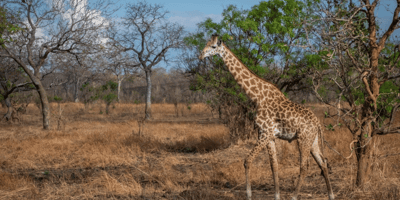 Day trip to mikumi national park by express train - Photo 8