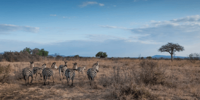Day trip to mikumi national park by express train - Photo 6