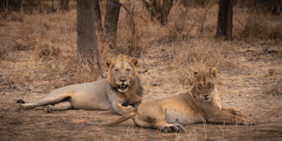 Day trip to mikumi national park by express train - Photo 5