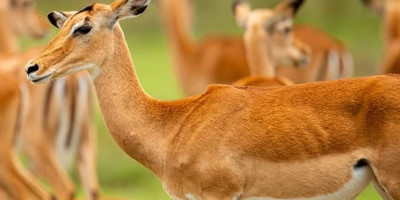 Day-trip to serval wildlife - Photo 3