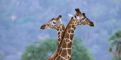 Day-trip to serval wildlife - Photo 2