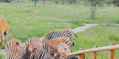 Day-trip to serval wildlife - Photo 6