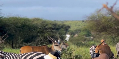 Day-trip to serval wildlife - Photo 5