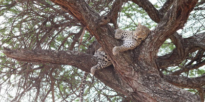 2 days tarangire national park and ngorongoro crater - mid range - Photo 9